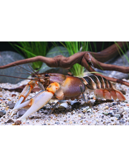 Écrevisse Cherax peknyi (Cherax peknyi) 6-8cm