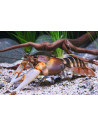 Écrevisse Cherax peknyi (Cherax peknyi) 6-8cm