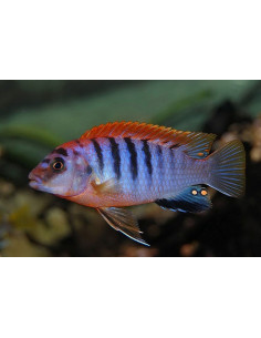 Labidochromis Hongi Red Top 3,5-4cm