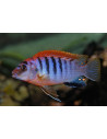Labidochromis Hongi Red Top 3,5-4cm