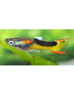 Guppy endler "Yellow Half Tuxedo" 1.5-2.5cm (pair)