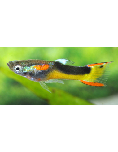 Guppy endler "Yellow Half Tuxedo" 1.5-2.5cm (paar)