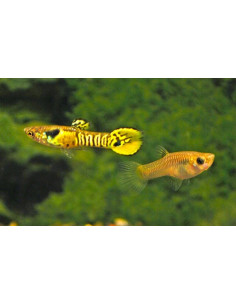 Guppy Endler Tiger m/f 1.5-2.5 cm (pair)