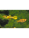 Guppy Endler Tiger m/f 1,5-2,5 cm (paar)