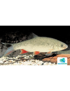 Ide argentée (Leuciscus idus argentée) 7-10 Cm