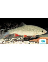 Ide argentée (Leuciscus idus argentée) 10-12 Cm