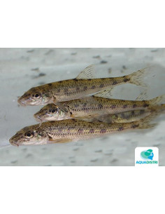 Goujon (Gobio gobio) 12-15 Cm