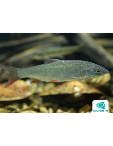 Nase commune (Nasen commun) 4-5 Cm