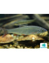 Nase commune (Nasen commun) 4-5 Cm