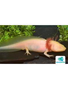 Axolotl Leucistic Albino 9-11 Cm