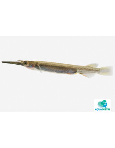 Poisson demi-bec doré (Dermogenys pusilla borealis Gold) 2-3cm