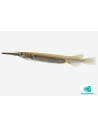 Poisson demi-bec doré (Dermogenys pusilla borealis Gold) 2-3cm