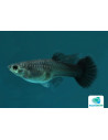 Guppy Tuxedo Black femelle (Poecilia reticulata Tuxedo Black) 3,5-4cm