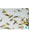 Guppy Half Black Yellow Delta mâle (Poecilia reticulata Half Black Yellow Delta) 3,5-4cm