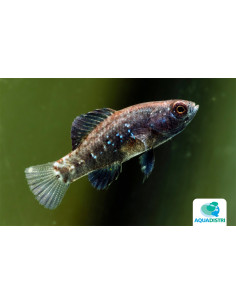 Elassoma evergladei (Elassoma evergladei) 1-1,5cm