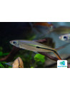 Hemiodopsis Gracilis 4-6cm Wild