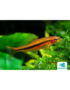 Loche Petruichthys "Rosy" (Petruichthys sp. 'Rosy') 1,5-2cm Wild