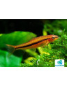 Petruichthys Sp. 'ROSY' 2-2,5cm Wild