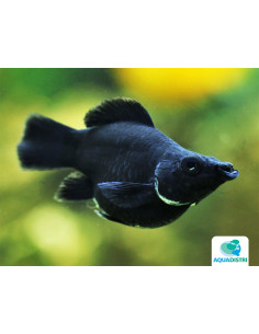 Molly voile noir Balloon (Poecilia latipinna Black Balloon) 2,5-3cm