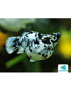 Molly voile dalmatien Balloon (Poecilia latipinna Dalmatien Balloon) 2,5-3cm