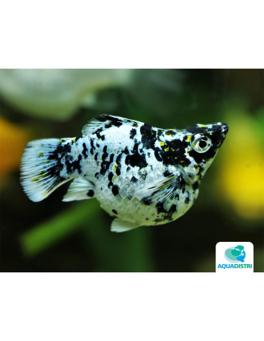 Molly voile dalmatien Balloon (Poecilia latipinna Dalmatien Balloon) 2,5-3cm