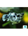 Molly voile dalmatien Balloon (Poecilia latipinna Dalmatien Balloon) 2,5-3cm