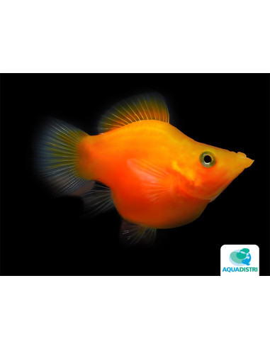 Molly voile rouge Balloon (Poecilia latipinna Red Balloon) 2,5-3cm
