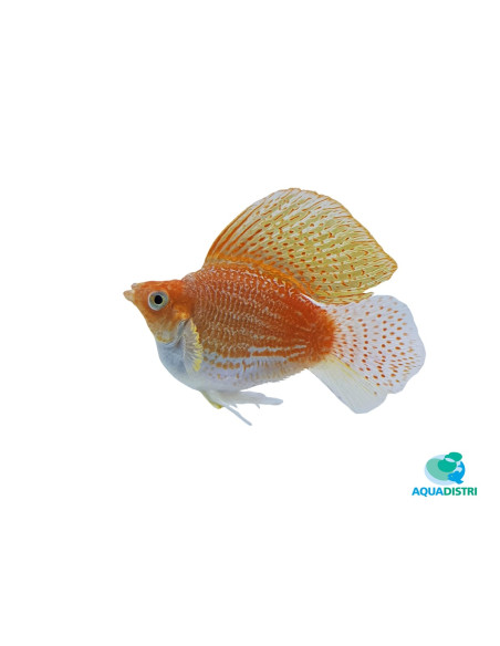 Molly voile Sailfin Balloon Mix (Poecilia latipinna Sailfin Balloon Mix) 3-3,5cm