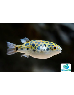 Poisson-globe vert (Dichotomyctere nigroviridis) 5-6cm Wild