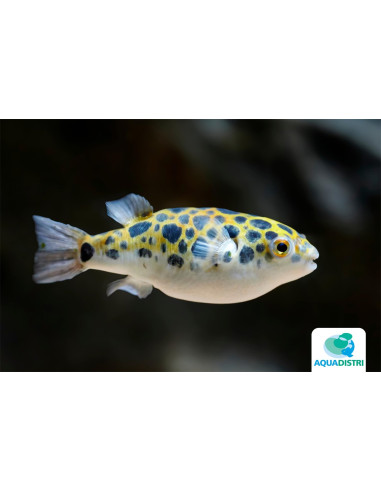 Poisson-globe vert (Dichotomyctere nigroviridis) 5-6cm Wild