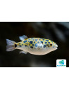 Poisson-globe vert (Dichotomyctere nigroviridis) 5-6cm Wild