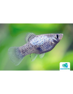 Platy Calico Blue 2,5-3cm
