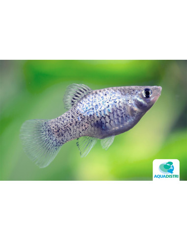 Platy Calico Blue 2,5-3cm