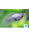 Platy Calico Blue 2,5-3cm
