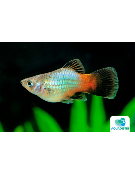 Platy Rainbow 2,5-3cm