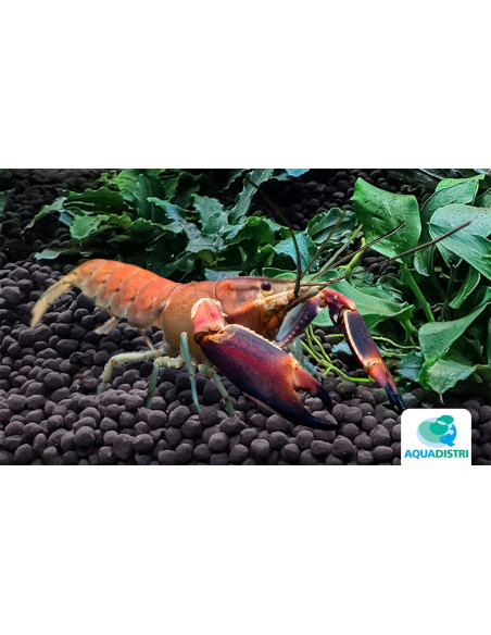 Écrevisse Boesemani Papuan Red Brick (Cherax sp. boesemani "Papuan Red Brick") 5-7cm Wild