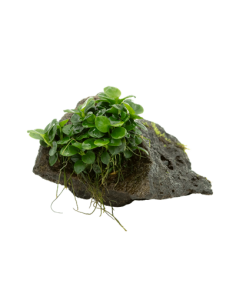 TROPICA Anubias barteri var. nana sur roche - Aquabota.com
