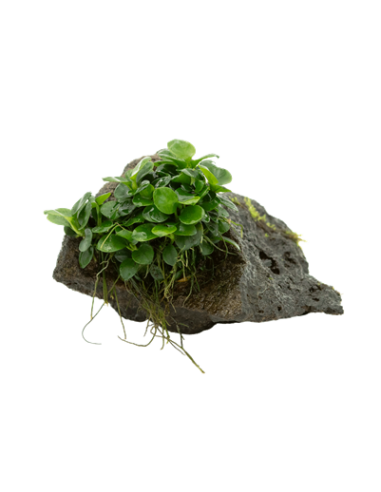 TROPICA Anubias barteri var. nana sur roche - Aquabota.com