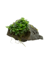Anubias barteri var. nana sur roche 21,40 € Tropica