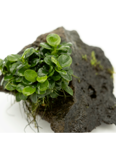 Anubias barteri var. nana sur roche 21,40 € Tropica