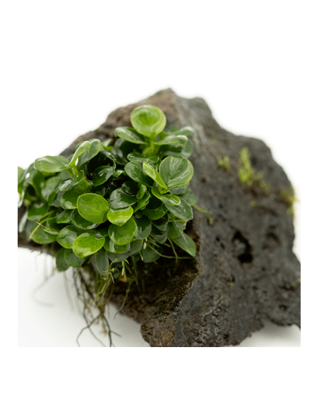Anubias barteri var. nana sur roche 21,40 € Tropica