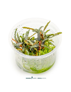 Bucephalandra spec.