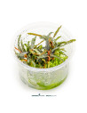 Bucephalandra spec.
