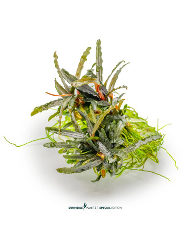 Bucephalandra spec.