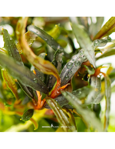 Bucephalandra spec.