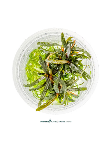 Bucephalandra spec.