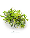 Bucephalandra sp. ‘Velvet Tricolor’