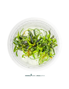 Bucephalandra sp. ‘Velvet Tricolor’