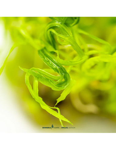 Pogostemon quadrifolius In Vitro Cup - Aquabota.com