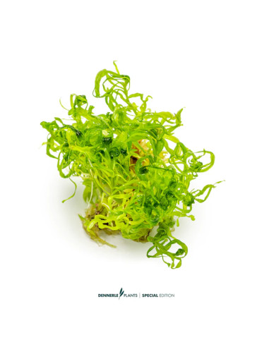 Pogostemon quadrifolius In Vitro Cup - Aquabota.com